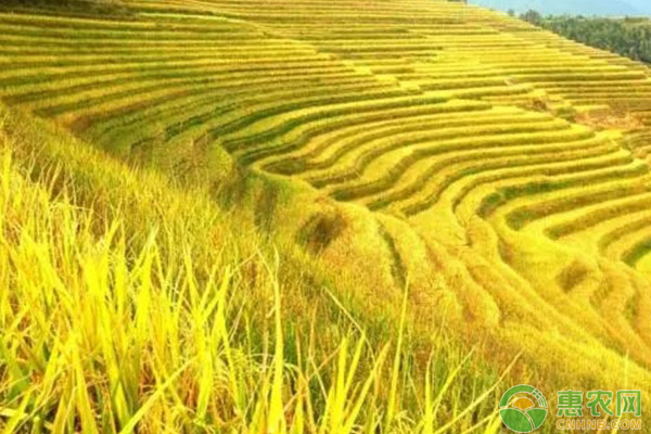 稻谷价格多少钱一斤？7月4日各地稻谷收购价格行情