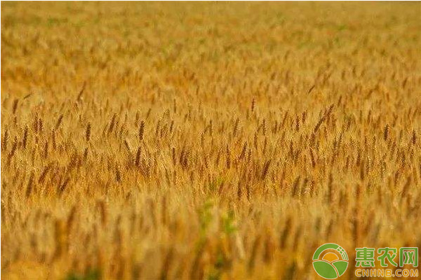 现在小麦收购价格多少钱一斤？7月6日各地小麦价格最新行情