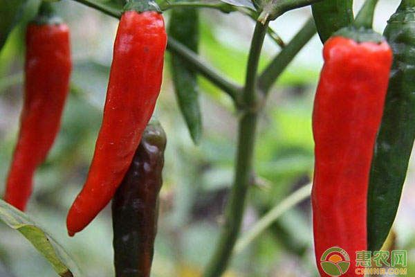 辣椒多少钱一斤？7月9日辣椒主产区最新价格行情