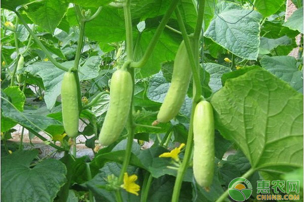 今天黄瓜多少钱一斤？7月9日黄瓜主产区市场收购价格