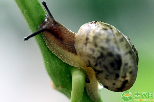 小小蜗牛创造大财富；看80后夫妻养殖蜗牛每天纯收入达2000元的秘诀