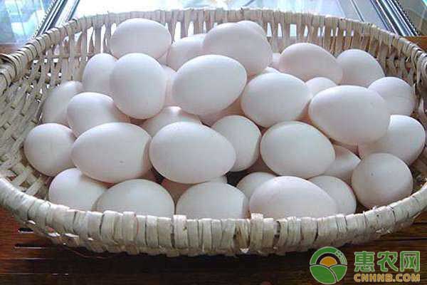 鸡蛋日评：蛋价再度上涨 期货震荡调整