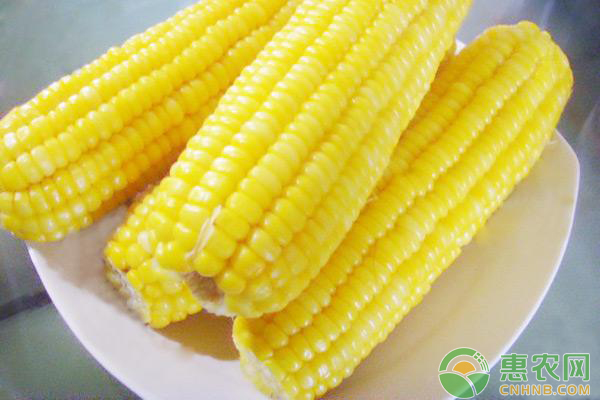 今日玉米价一斤多少钱？7月13日全国玉米行情走势汇总