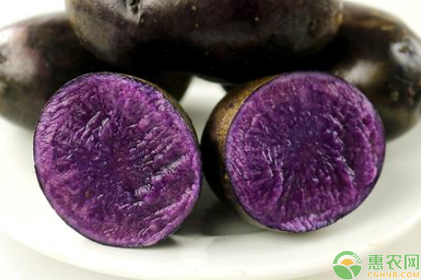 黔西县电商扶贫助紫金土豆成为当地致富的新亮点
