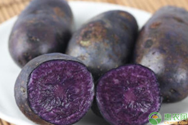 紫金土豆成为当地致富的新亮点