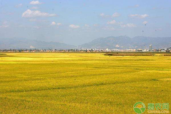 现在水稻多少钱一斤？7月17日全国水稻价格行情预测