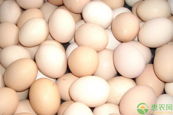 今日鸡蛋价格上涨了多少？
