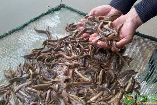 小泥鳅发展成大产业亩产高达三千斤