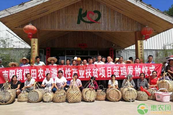 南阳县实施激励性产业扶贫蛋鸡养殖项目