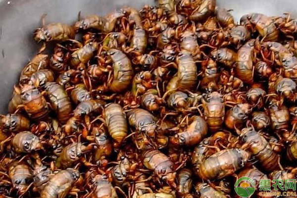 吃“金蝉”对身体有什么好处？浅谈金蝉的食用功效与作用 