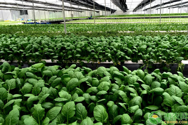 安溪县：成立特色蔬果基地开启电商扶贫新篇章