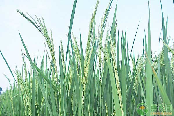 现在水稻多少钱一斤？7月20日全国水稻价格最新行情