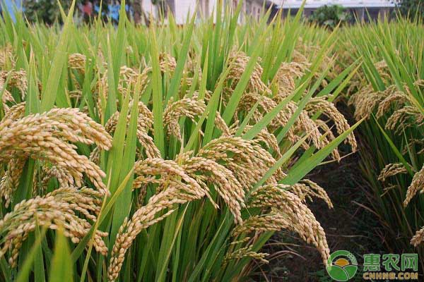 现在水稻多少钱一斤？7月20日全国水稻价格最新行情