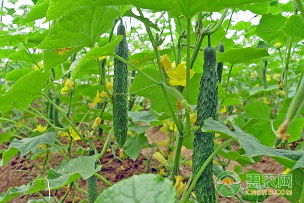 7月23日黄瓜主产区市场收购价格行情