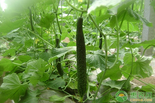 7月23日黄瓜主产区市场收购价格行情