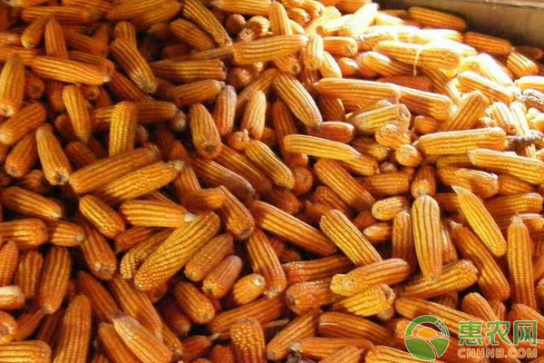 今日玉米收购价多少钱一斤？7月24日各地玉米市场收购价格