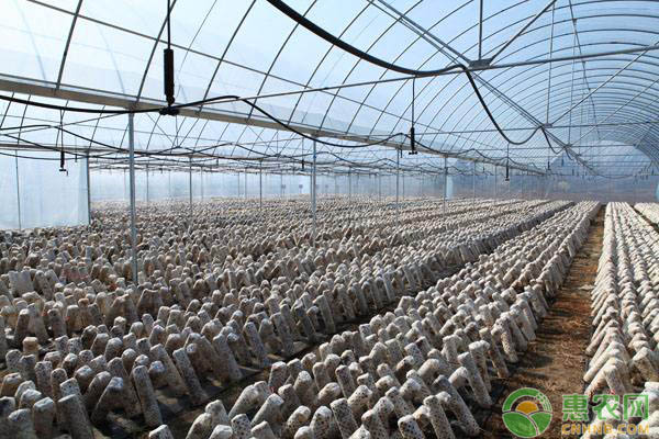 电商扶贫助力三原县建设食用菌产业
