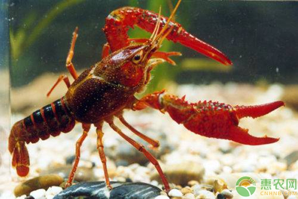 小龙虾养殖效益分析