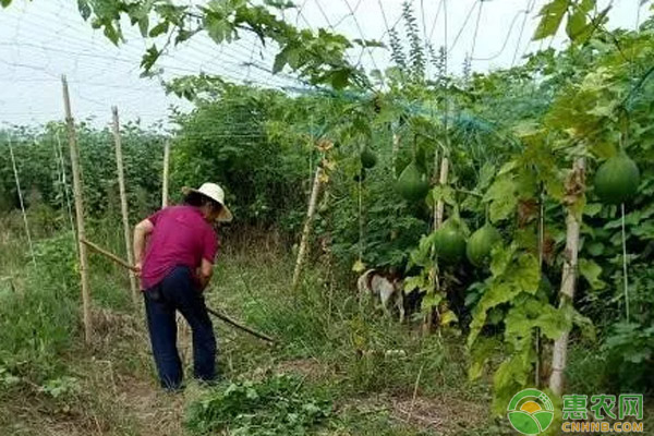 瓜蒌种植