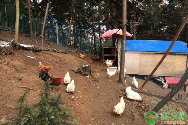 肉禽日评：毛鸡震荡调整 苗价涨势放缓