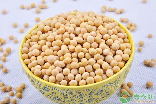 今天<a href='https://www.cnhnb.com/p/dadou/' class='j-href' target='_blank'><span style='color:#FF8001'>大豆多少钱</span></a>一斤？7月27日全国大豆行情最新报价