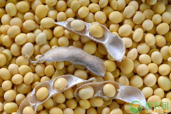 今天大豆多少钱一斤？7月27日全国大豆行情最新报价