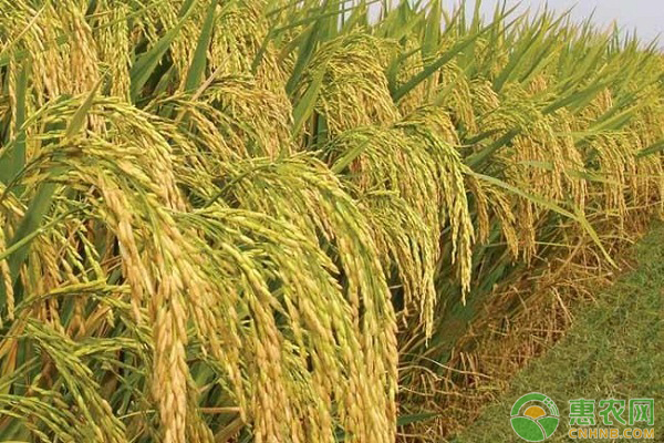 现在水稻多少钱一斤？7月28日全国稻谷价格最新行情