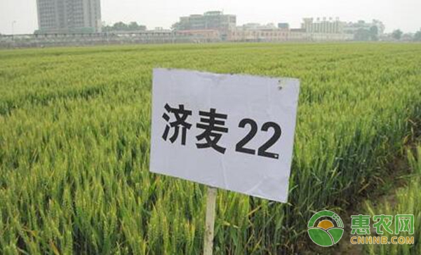 小麦收购价格