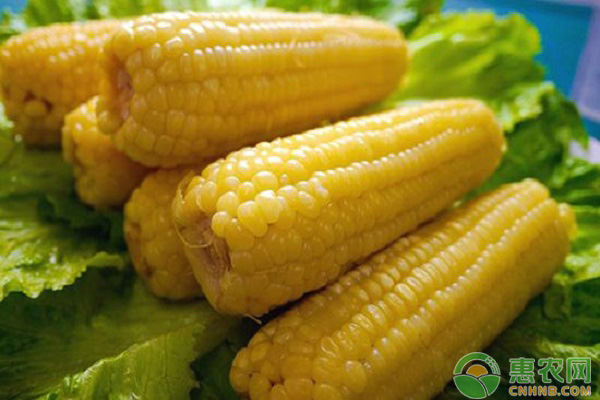 玉米日评：供应相对充裕 粮价阶段性调整