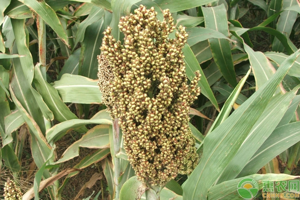 高粱价格