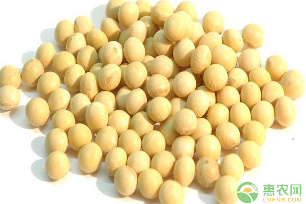 现在<a href='https://www.cnhnb.com/p/dadou/' class='j-href' target='_blank'><span style='color:#FF8001'>大豆多少钱</span></a>一斤？8月10日全国大豆行情走势分析