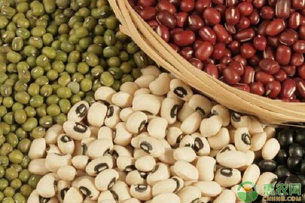 现在大豆多少钱一斤？8月10日全国大豆行情走势分析