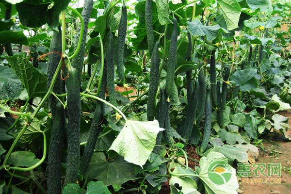 8月11日黄瓜主产区市场收购价格行情