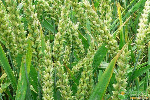 近期小麦价格走势如何？8月底全国麦价或走高