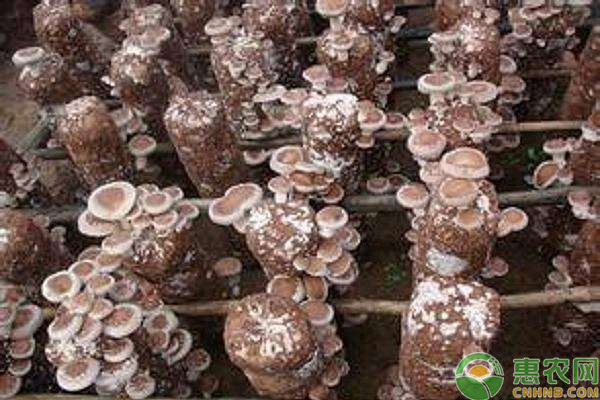 看新江镇的“领头雁”们，如何利用不同产业带动村民共同致富！