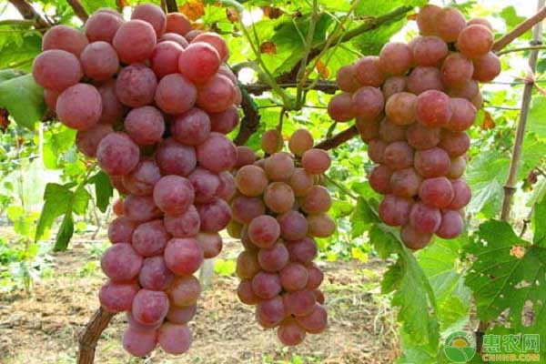 葡萄价格多少钱一斤？8月14日全国<a href='https://www.cnhnb.com/p/putao/' class='j-href' target='_blank'><span style='color:#FF8001'><a href='https://www.cnhnb.com/p/putao/' class='j-href' target='_blank'><span style='color:#FF8001'>葡萄批发</span></a>价</span></a>格行情