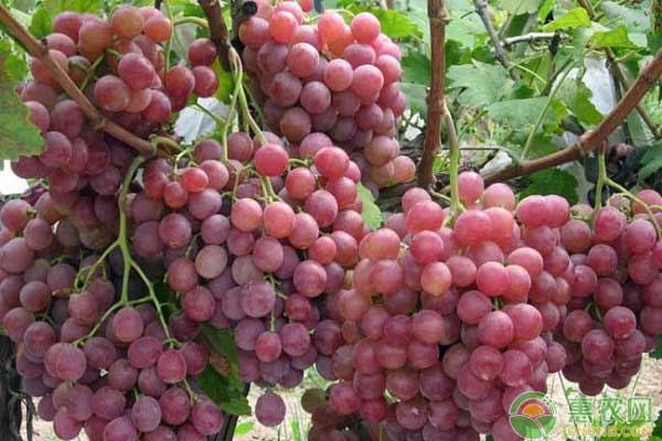 葡萄价格多少钱一斤？8月14日全国葡萄批发价格行情