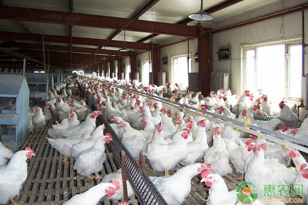 肉禽日评：毛鸡大涨后调整 苗价涨势放缓
