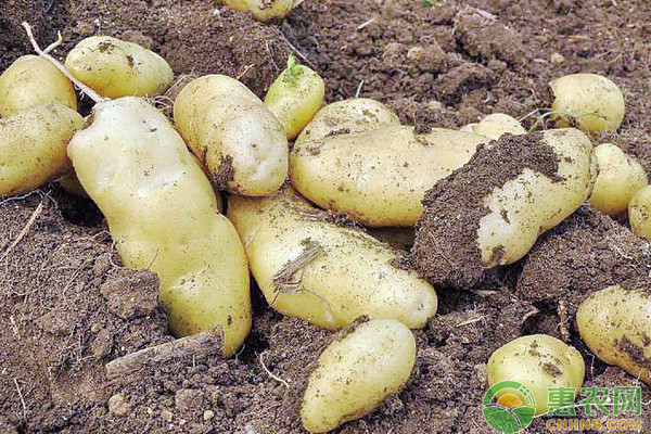 小小土豆现成为带动拜城农民致富增收的大产业