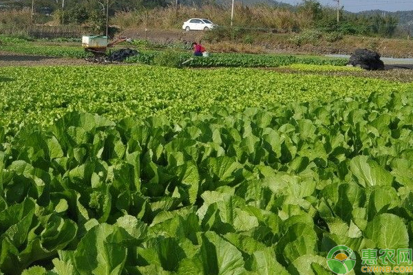 蔬菜种植年收入高达30万，成功助力贫困户脱贫