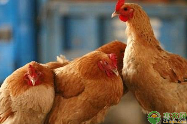 8月17日全国各地区淘汰鸡价格行情汇总