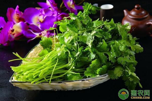 今日香菜多钱一斤？8月18日香菜主产区收购行情