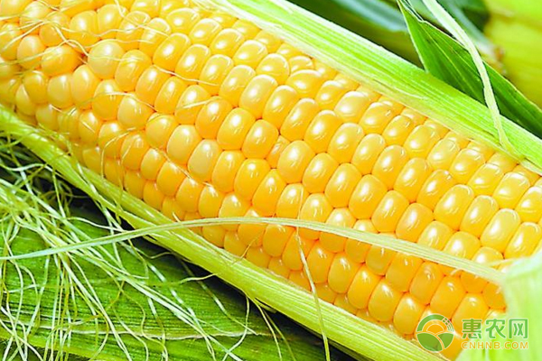 今日玉米多少钱一斤？8月18日全国玉米价格行情