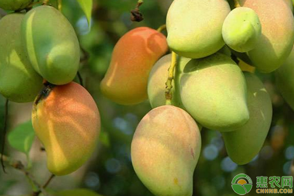 芒果种植前景如何？芒果成为致富“金果”年产值高达9.8亿元