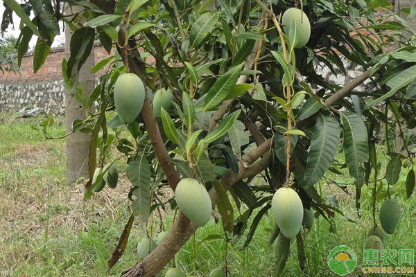 芒果成为致富“金果”年产值高达9.8亿元