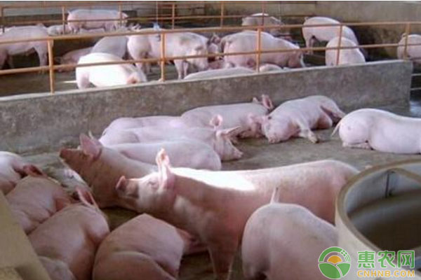 生猪日评：疫情导致卖猪难 猪价难言止跌