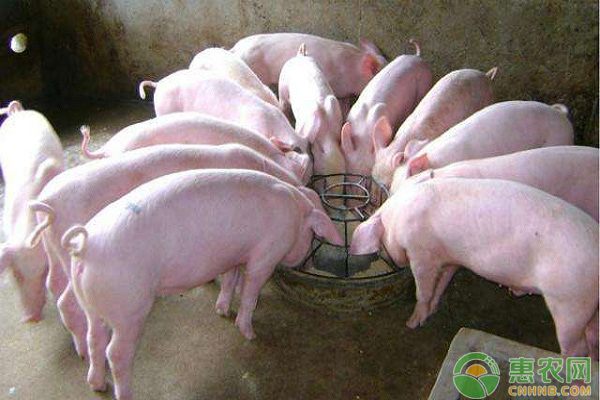 今天生猪价格多少钱一斤？8月22日全国生猪价格行情预测