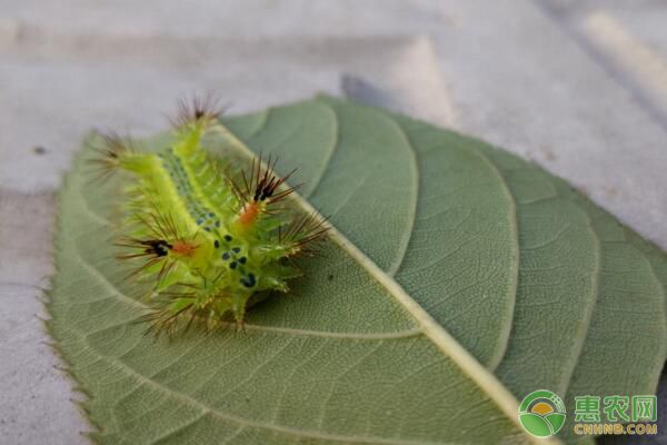 什么是洋辣子？被洋辣子蛰后刺痛烧灼怎么办？