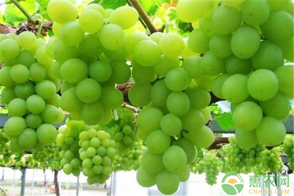 今天葡萄价格多少钱一斤？8月25日全国<a href='https://www.cnhnb.com/p/putao/' class='j-href' target='_blank'><span style='color:#FF8001'><a href='https://www.cnhnb.com/p/putao/' class='j-href' target='_blank'><span style='color:#FF8001'>葡萄批发</span></a>价</span></a>格