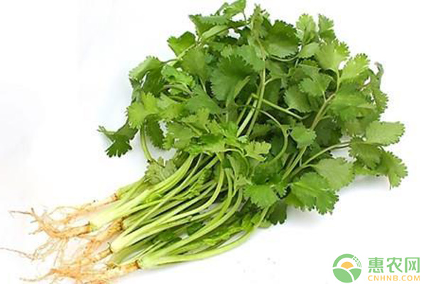 <a href='https://www.cnhnb.com/p/xiangcai/' class='j-href' target='_blank'><span style='color:#FF8001'>香菜价格</span></a>